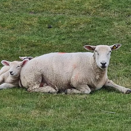 Buesumer Blaue Krabbe 부숨