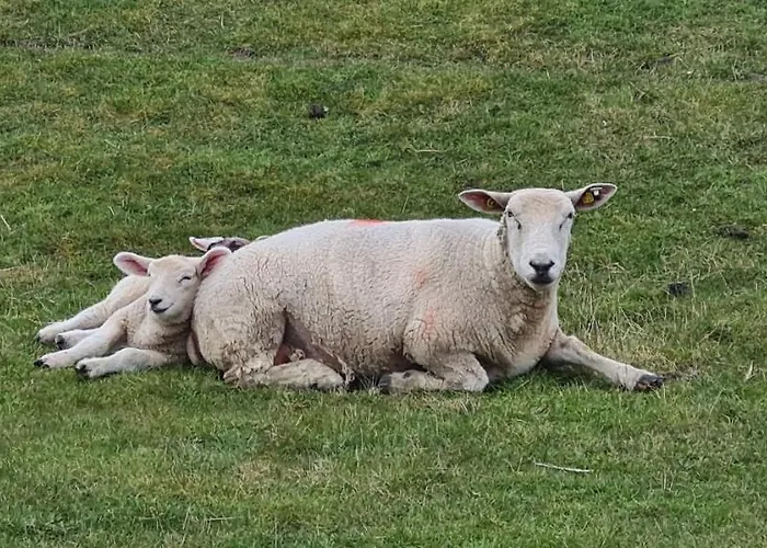 Buesumer Blaue Krabbe Büsum